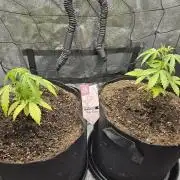 PINK ROZAY AUTO by ZS / RECO GROW / 24h