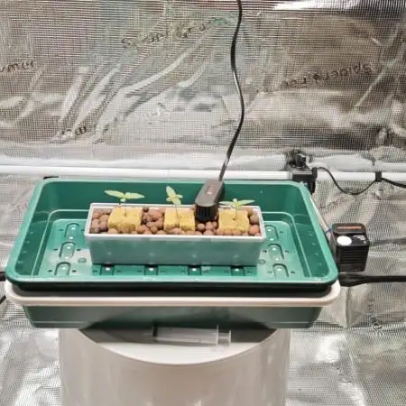 Hydro Autoflower Test – RQS F1 Epsilon