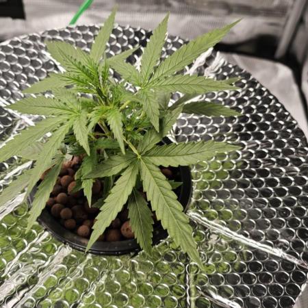 Hydro Autoflower Test – RQS F1 Epsilon