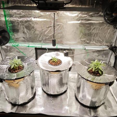 Hydro Autoflower Test – RQS F1 Epsilon
