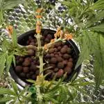 Hydro Autoflower Test – RQS F1 Epsilon