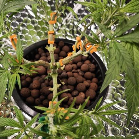 Hydro Autoflower Test – RQS F1 Epsilon