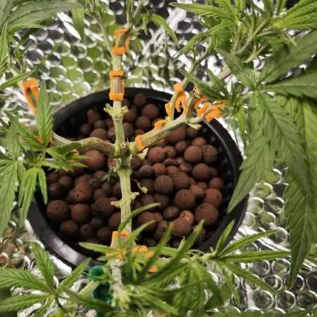 Hydro Autoflower Test – RQS F1 Epsilon