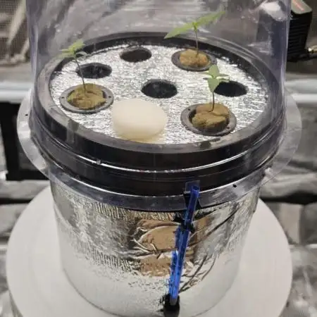 Hydro Autoflower Test – RQS F1 Epsilon