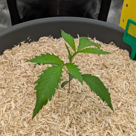 Girl Scout Cookies X Kush Mintz