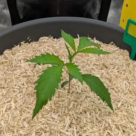 Girl Scout Cookies X Kush Mintz