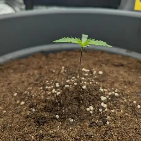 Girl Scout Cookies X Kush Mintz