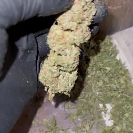 GELAT.OG & Badazz OG Cheese by seedsman