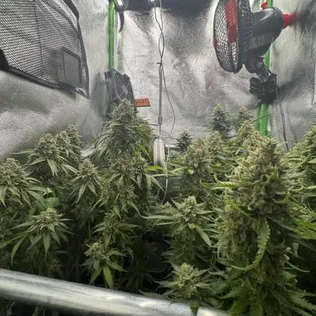 GELAT.OG & Badazz OG Cheese by seedsman
