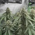 GELAT.OG & Badazz OG Cheese by seedsman