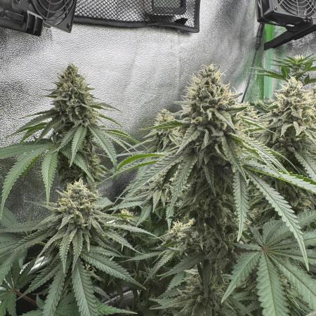 GELAT.OG & Badazz OG Cheese by seedsman