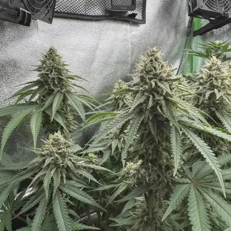 GELAT.OG & Badazz OG Cheese by seedsman