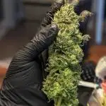 GELAT.OG & Badazz OG Cheese by seedsman