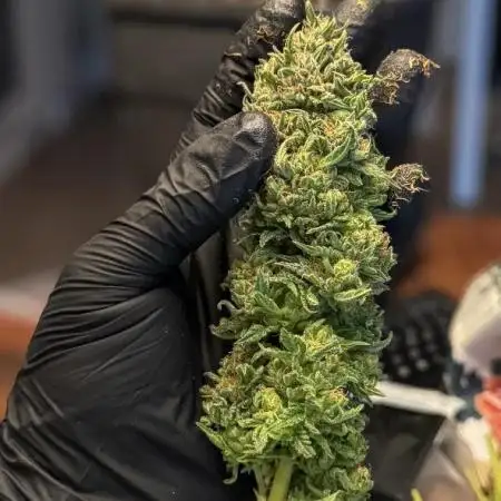 GELAT.OG & Badazz OG Cheese by seedsman