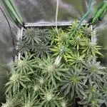 GELAT.OG & Badazz OG Cheese by seedsman