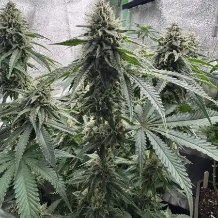 GELAT.OG & Badazz OG Cheese by seedsman