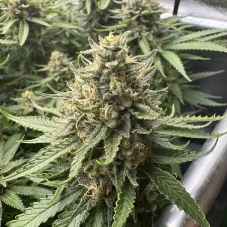GELAT.OG & Badazz OG Cheese by seedsman