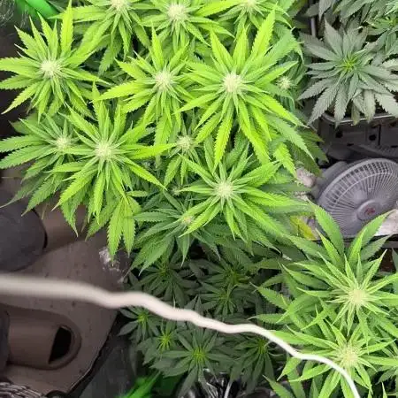 GELAT.OG & Badazz OG Cheese by seedsman