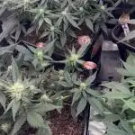 42 Fast buds / autos