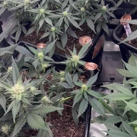 42 Fast buds / autos