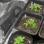 42 Fast buds / autos