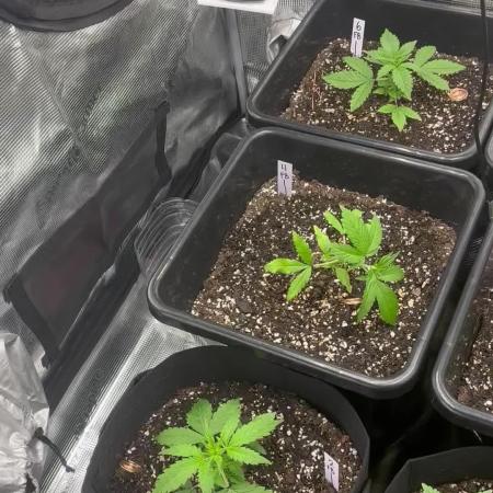 42 Fast buds / autos