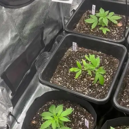42 Fast buds / autos
