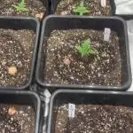 42 Fast buds / autos