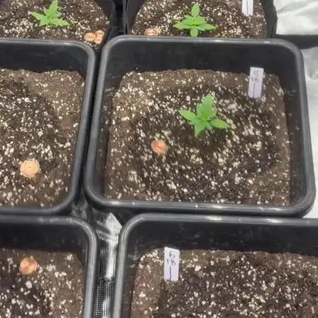 42 Fast buds / autos