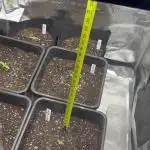 42 Fast buds / autos