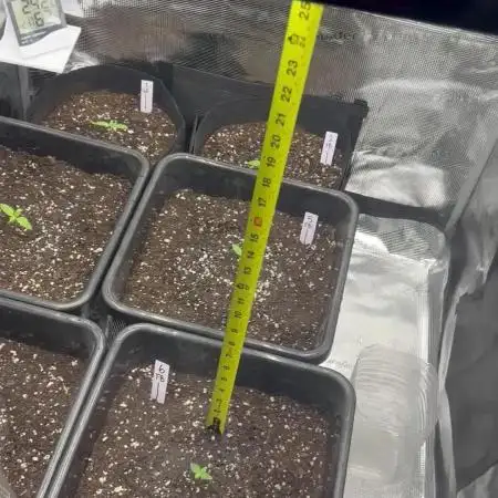 42 Fast buds / autos