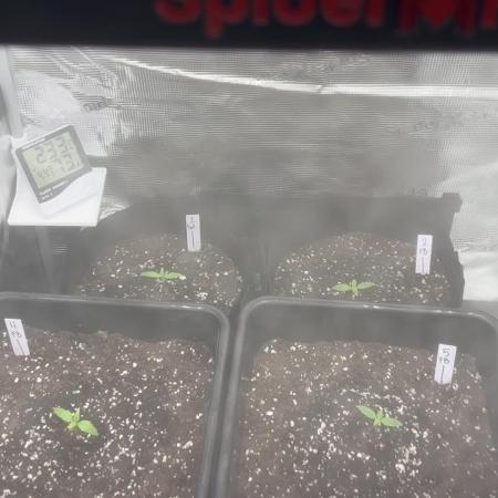 42 Fast buds / autos