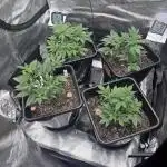 42 Fast buds / autos