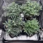 42 Fast buds / autos