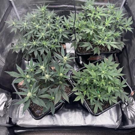 42 Fast buds / autos