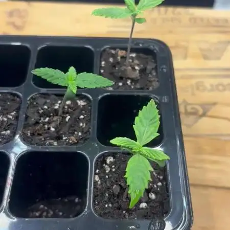 42 Fast buds / autos