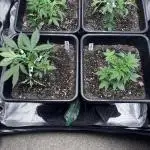 42 Fast buds / autos