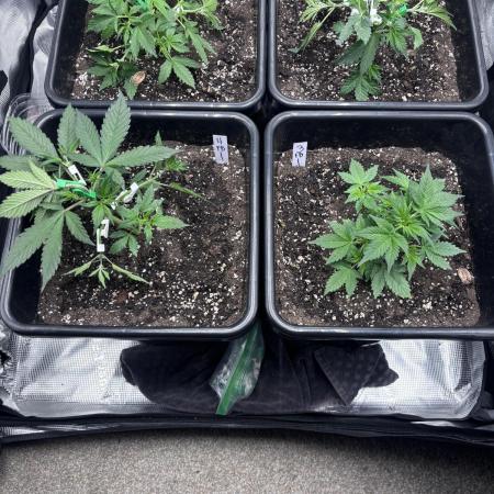 42 Fast buds / autos