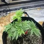Large single plant run
