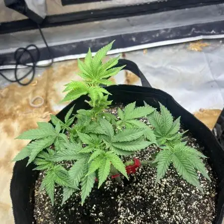 Large single plant run