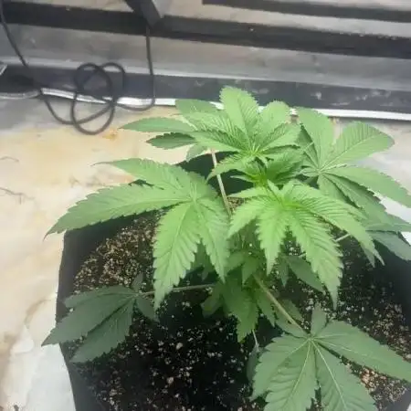 Large single plant run
