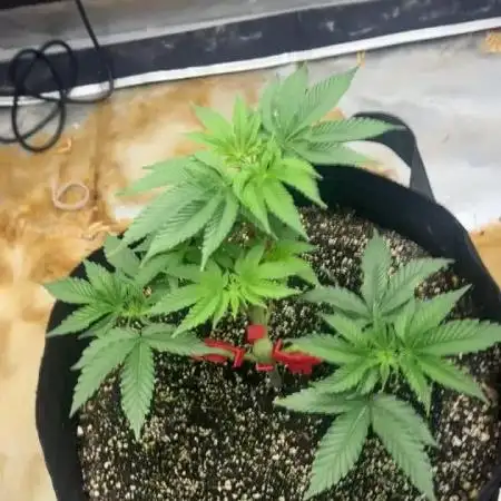 Large single plant run