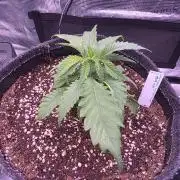 Grow Habits