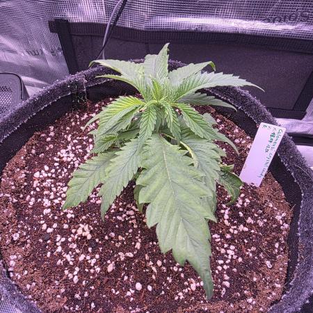 Grow Habits