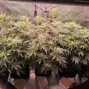 Grow Habits