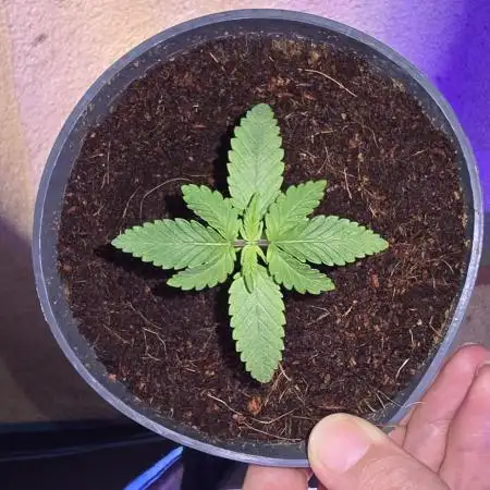 Mimosa x Orange Punch