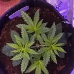 Lavender X Purple Kush