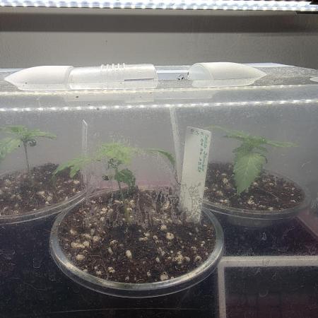 Grow Habits