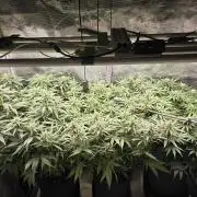 Grow Habits