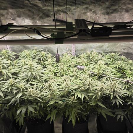 Grow Habits